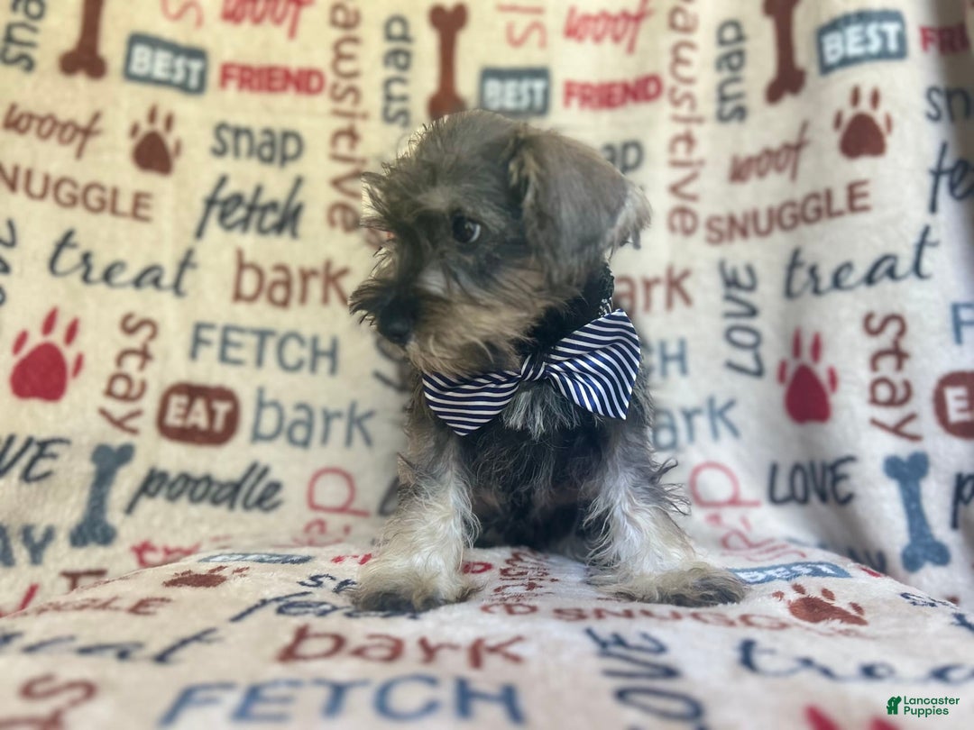 Miniature Schnauzer dogs for sale: Tex - Image 8