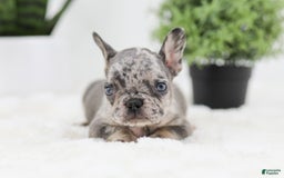 French Bulldog dogs for sale: Ralph - Image 4