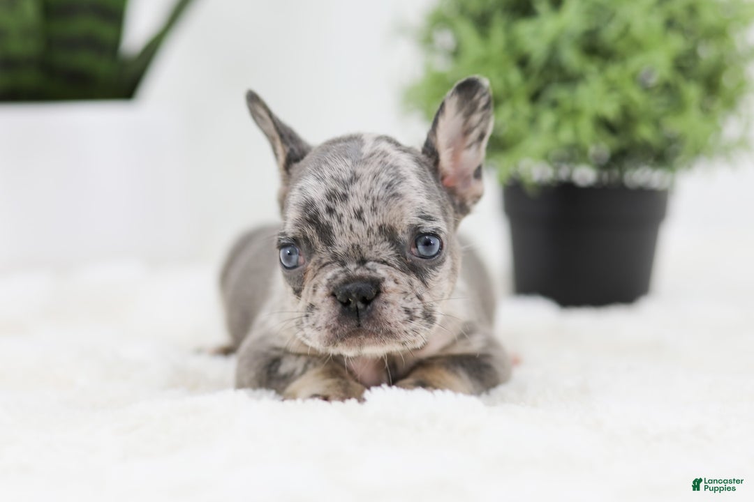 French Bulldog dogs for sale: Ralph - Image 4