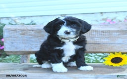 Border Collie dogs for sale: Russel - Image 1