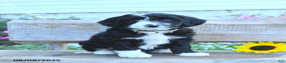 Russel