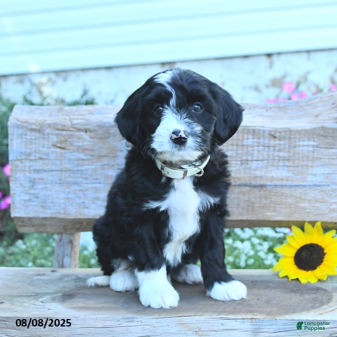Border Collie dogs for sale: Russel - Image 1