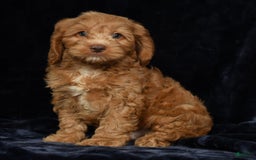Cavapoo dogs for sale: Jackson - Image 6