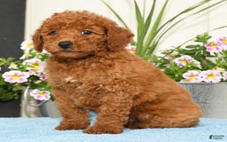 Miniature Poodle dogs for sale: Romeo - Image 3