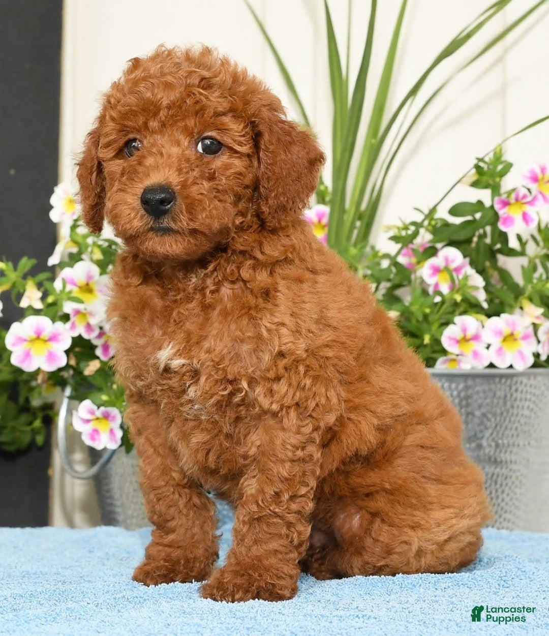 Miniature Poodle dogs for sale: Romeo - Image 3