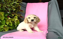 Cocker Spaniel dogs for sale: Elliot - Image 5