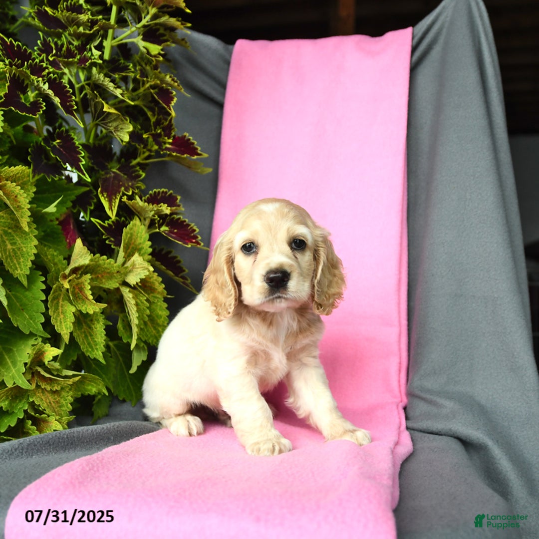 Cocker Spaniel dogs for sale: Elliot - Image 5