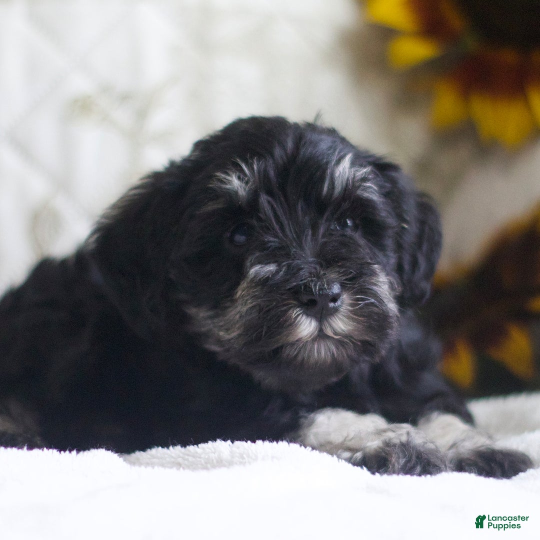 Miniature Schnauzer dogs for sale: Summer - Image 3