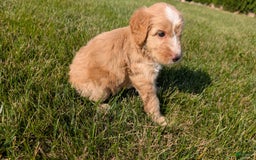Mini Aussiedoodle dogs for sale: Roscoe - Image 10