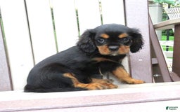 Cavalier King Charles Spaniel dogs for sale: Cavalier King Charles Spaniel 2 puppies - Image 3