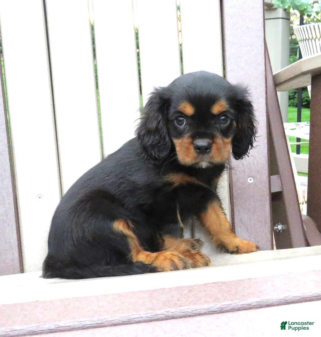 Cavalier King Charles Spaniel dogs for sale: Cavalier King Charles Spaniel 2 puppies - Image 3