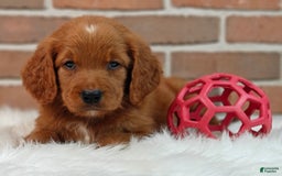 Goldendoodle dogs for sale: Ranger - Image 3
