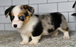 Welsh Corgi Pembroke dogs for sale: Molly - Image 4