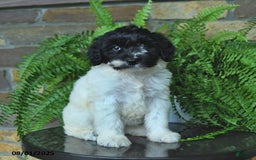 Mini Aussiedoodle dogs for sale: Cassy - Image 5