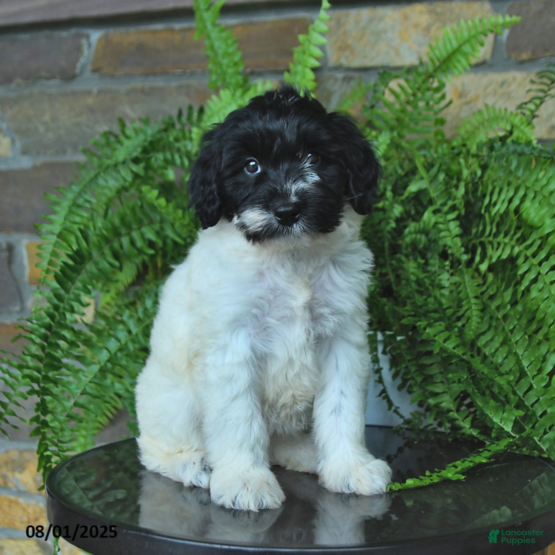 Mini Aussiedoodle dogs for sale: Cassy - Image 5