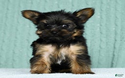 Yorkshire Terrier dogs for sale: Austin - Image 1