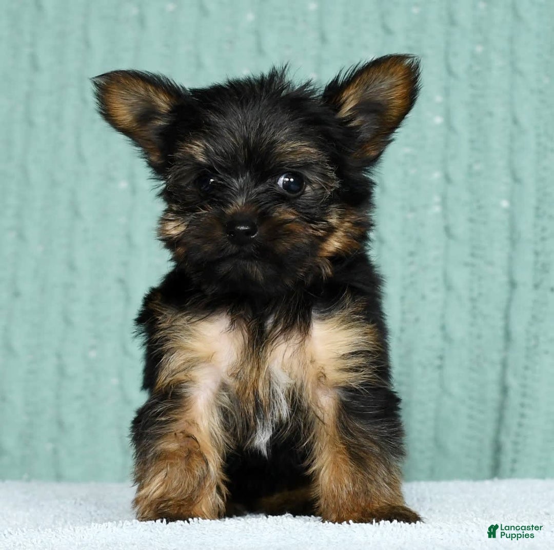 Yorkshire Terrier dogs for sale: Austin - Image 1