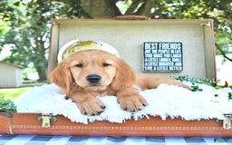 Golden Retriever dogs for sale: Anson - Image 15