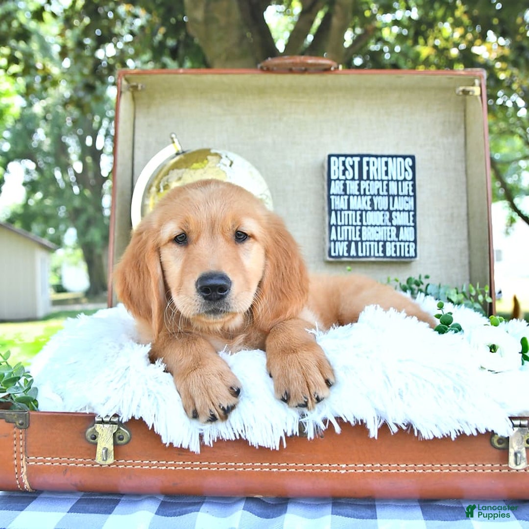 Golden Retriever dogs for sale: Anson - Image 15