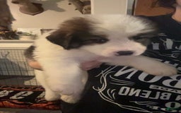 Bernese Mountain Dog dogs for sale: Luna - Image 1