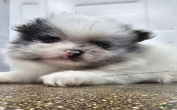 Pomeranian dogs for sale: Blue Eye - Blue Merle - Extreme Parti - Image 6