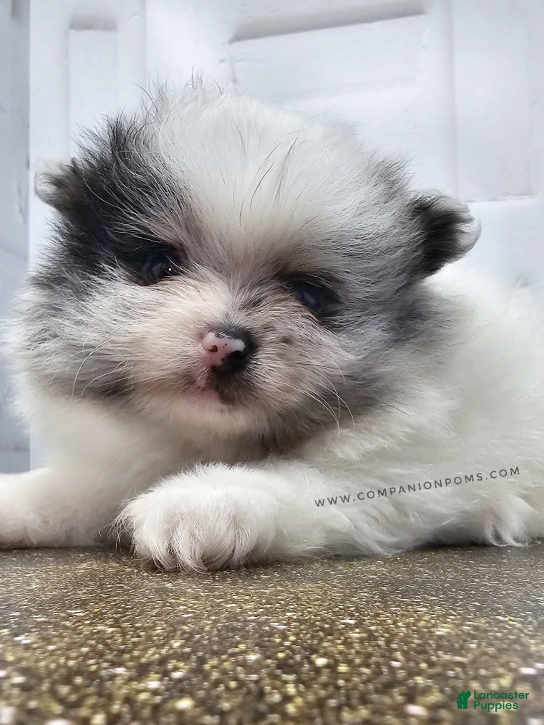 Pomeranian dogs for sale: Blue Eye - Blue Merle - Extreme Parti - Image 6