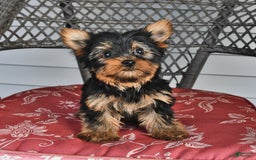 Yorkshire Terrier dogs for sale: Alice - Image 7