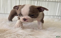 Boston Terrier dogs for sale: Jewel - Image 2