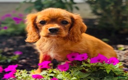 Cavalier King Charles Spaniel dogs for sale: Sunlight - Image 3
