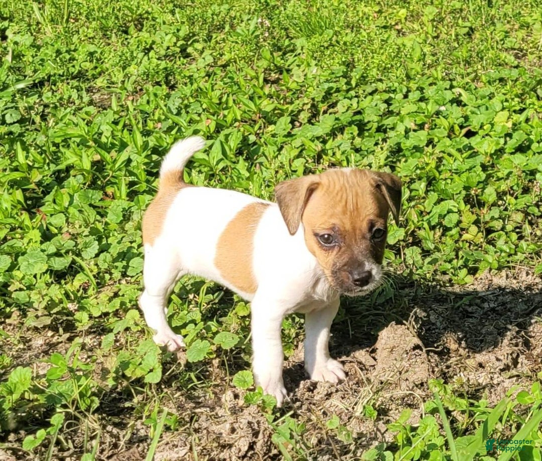 Jack Russell Terrier dogs for sale: Jack Russell Terrier Peppy - Image 5