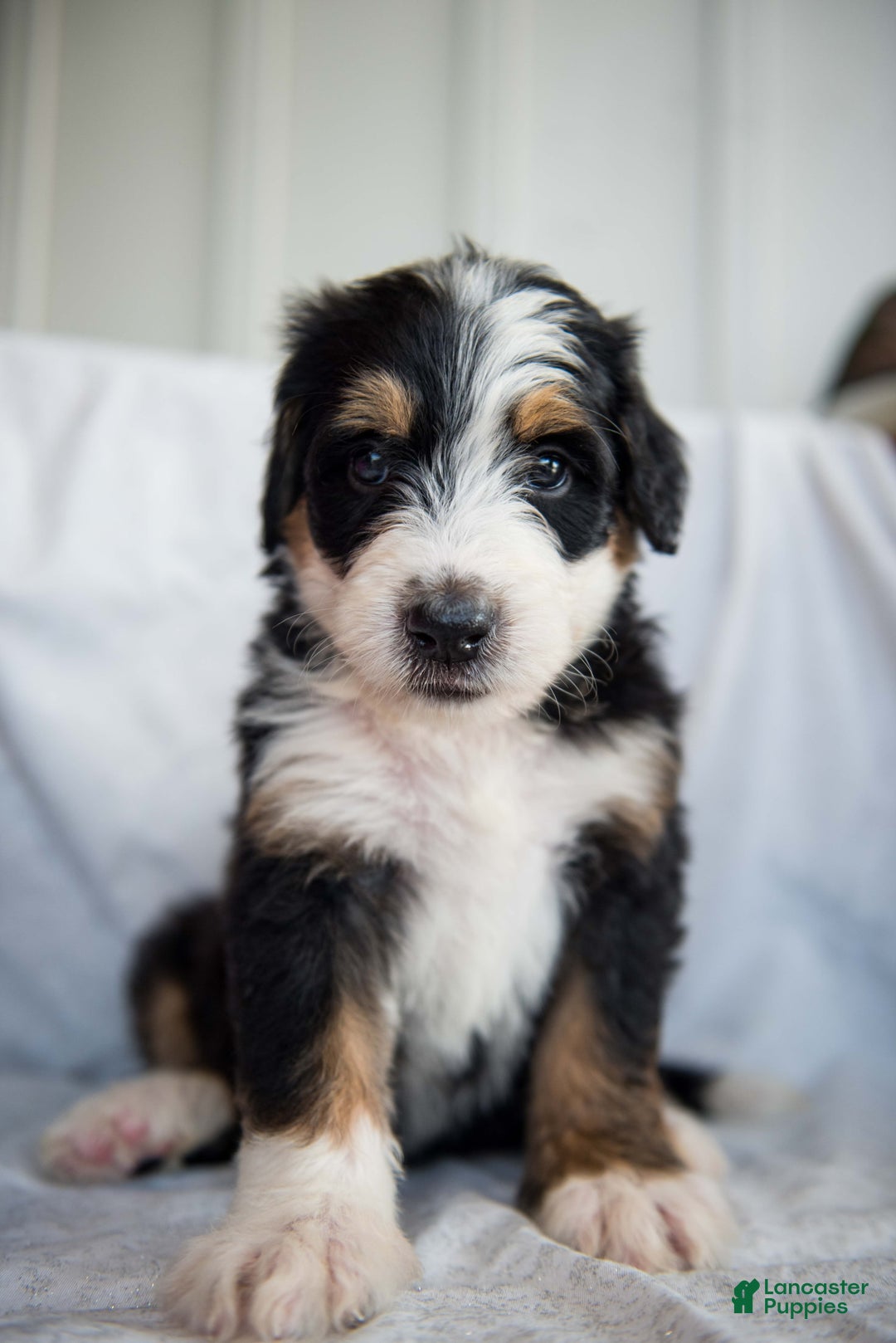 Bernedoodle dogs for sale: Jerry - Image 18