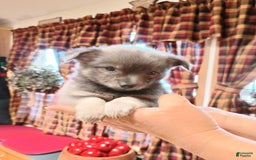 Chihuahua dogs for sale: Rocky Silver Blue - Image 4