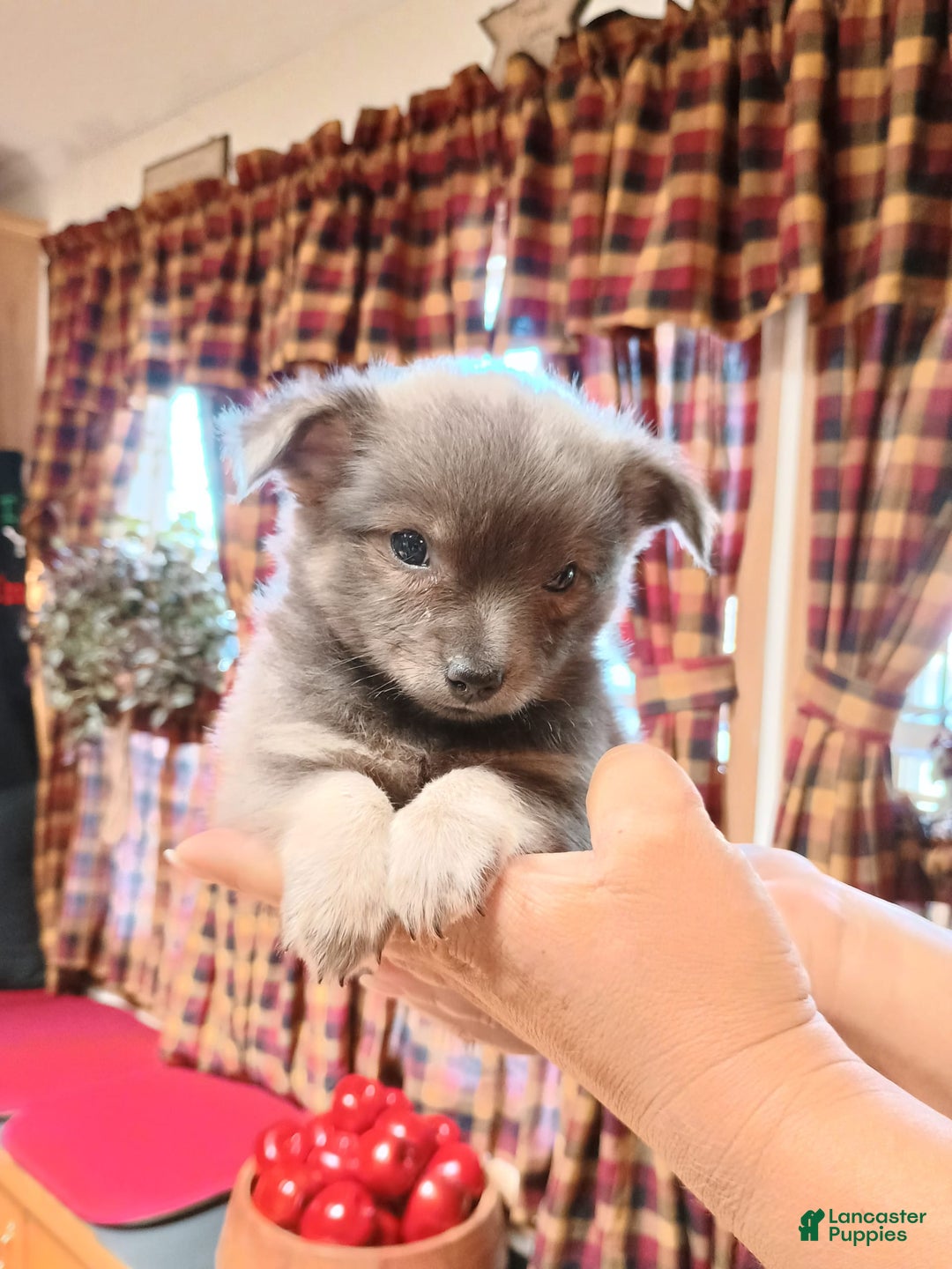 Chihuahua dogs for sale: Rocky Silver Blue - Image 4
