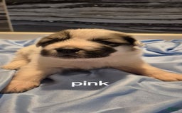 Great Pyrenees dogs for sale: Pink - Image 10