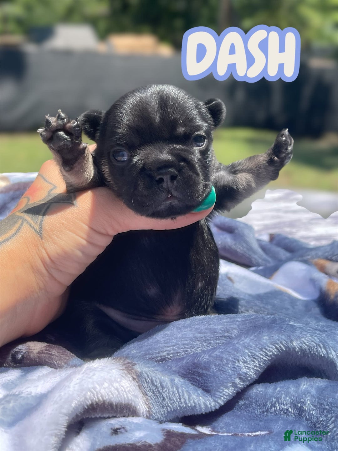 French Bulldog dogs for sale: French Bulldog 4 puppies - Image 8