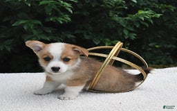 Welsh Corgi Pembroke dogs for sale: Nugget - Image 13