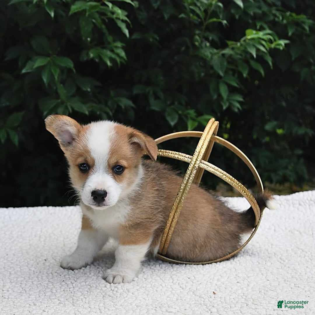 Welsh Corgi Pembroke dogs for sale: Nugget - Image 13