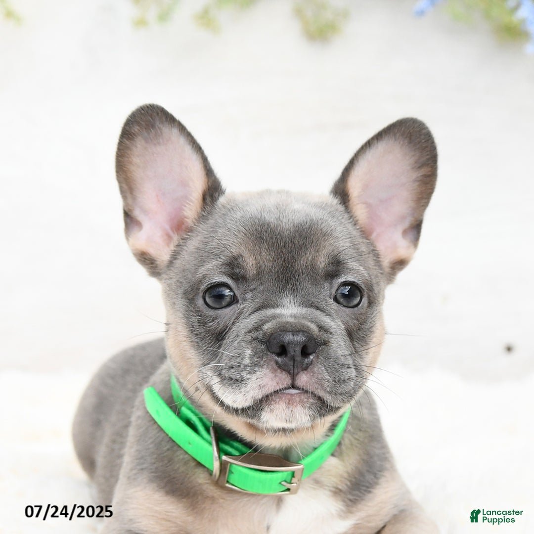 French Bulldog dogs for sale: Tessa - Image 3
