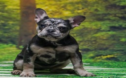 French Bulldog dogs for sale: Arlo - Image 9
