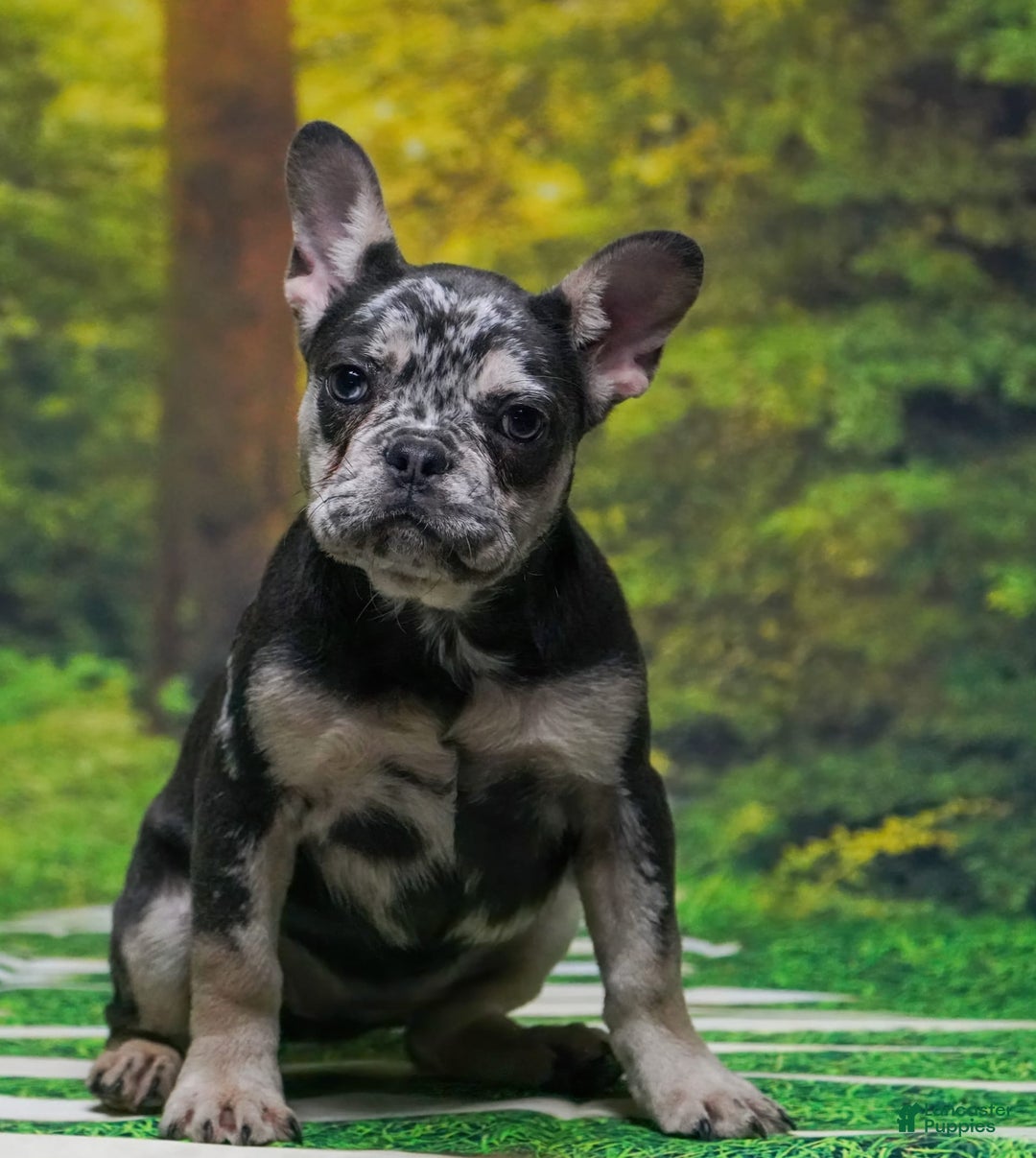 French Bulldog dogs for sale: Arlo - Image 9
