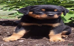 Rottweiler dogs for sale: Lavender - Image 11