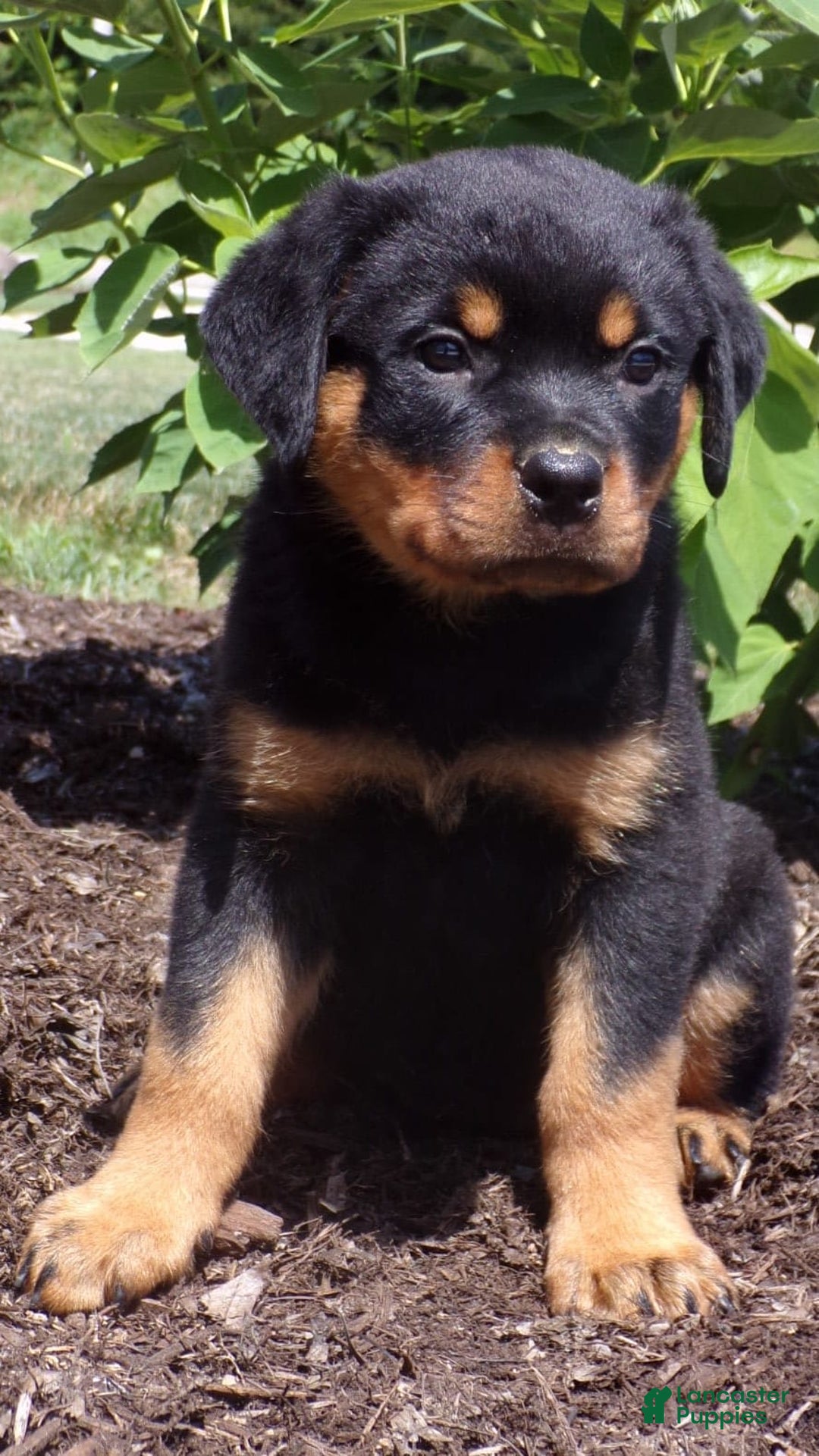 Rottweiler dogs for sale: Lavender - Image 11