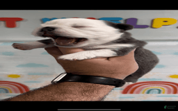 French Bulldog dogs for sale: Fluffy Panda Female - Image 3