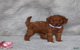 Mini Goldendoodle dogs for sale: Cami - Image 28