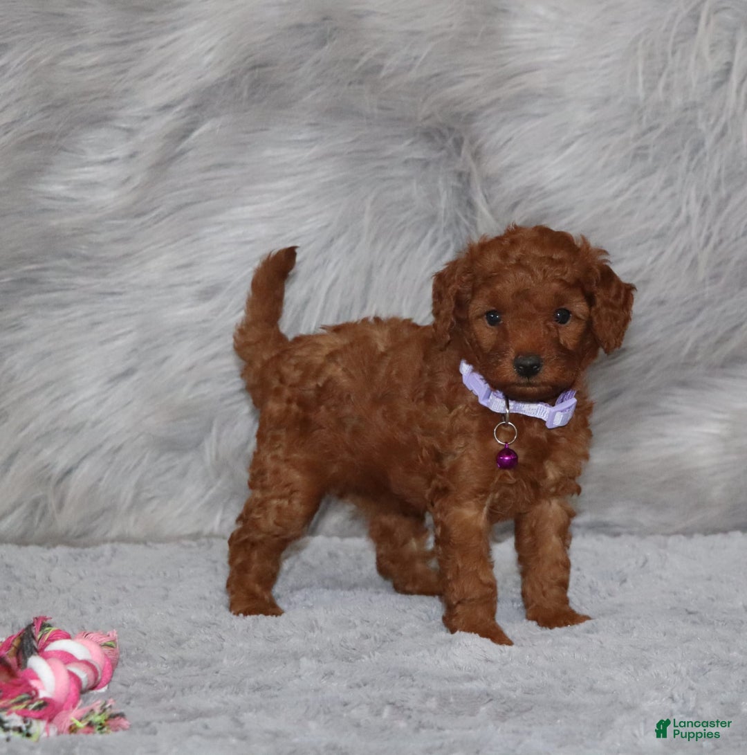 Mini Goldendoodle dogs for sale: Cami - Image 28