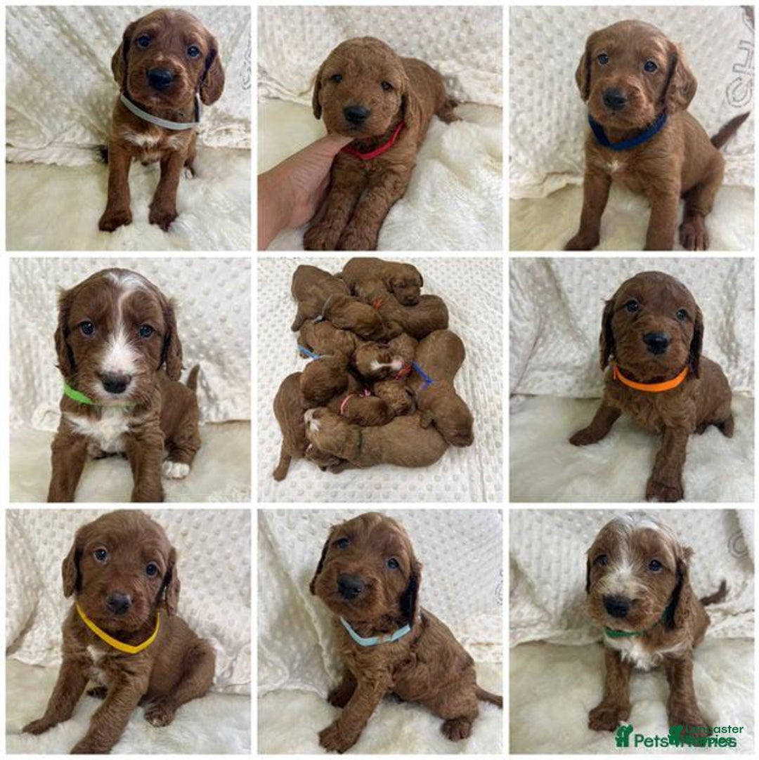 Goldendoodle dogs for sale: Danby - Image 6