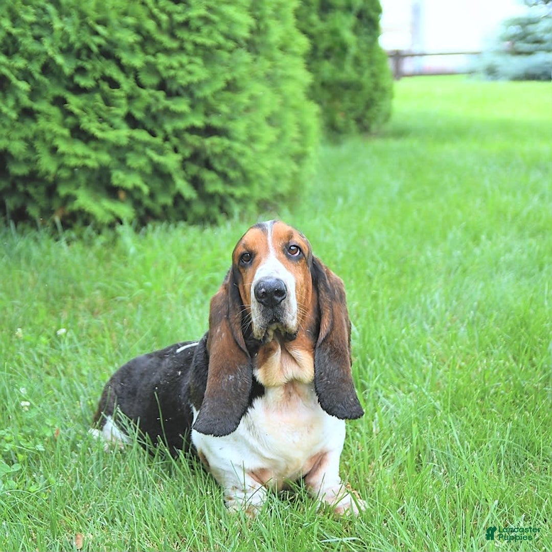 Basset Hound dogs for sale: Shanda - Image 22