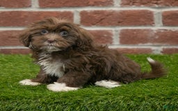 Havanese dogs for sale: Bambi - Image 6
