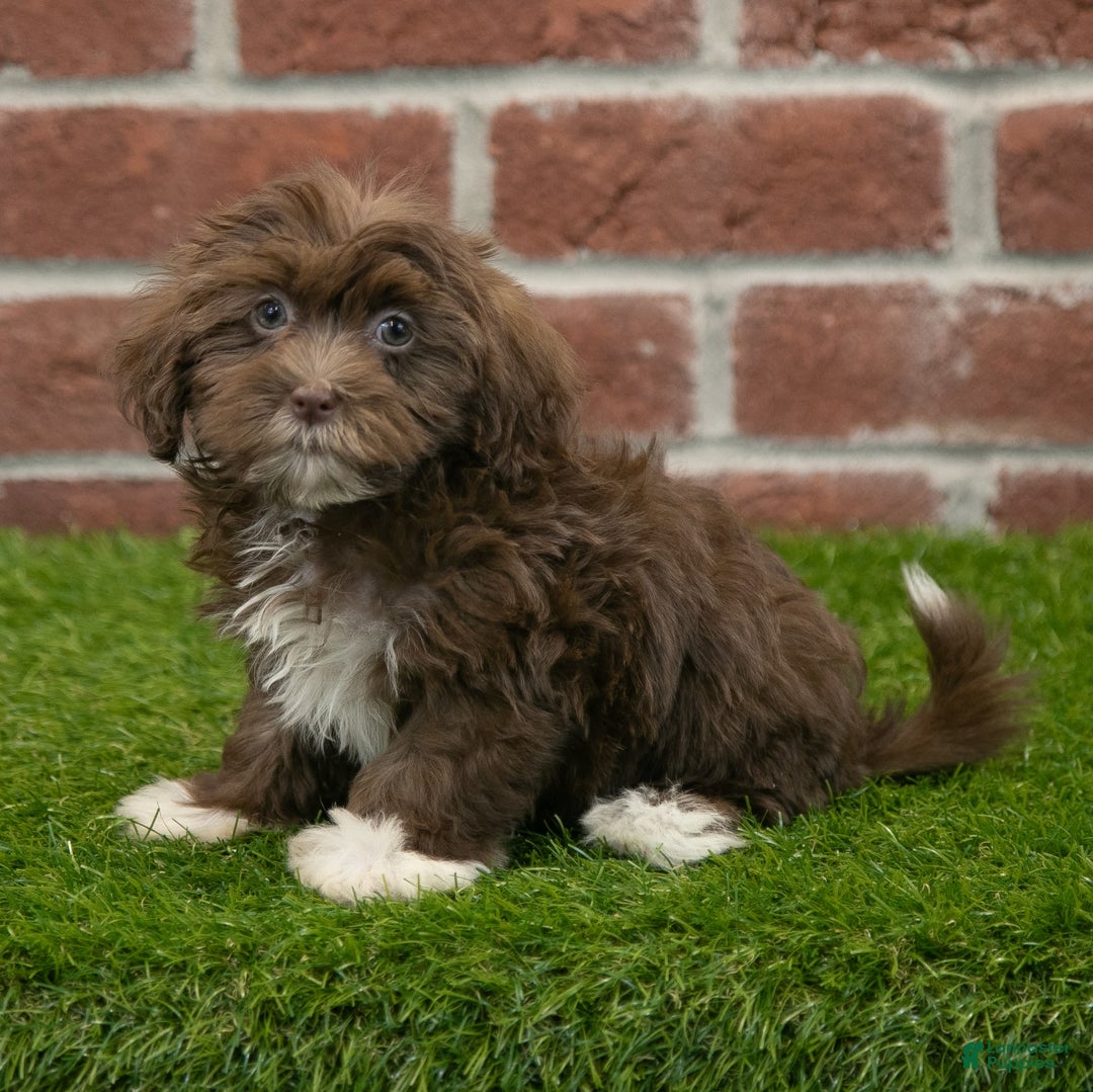 Havanese dogs for sale: Bambi - Image 6