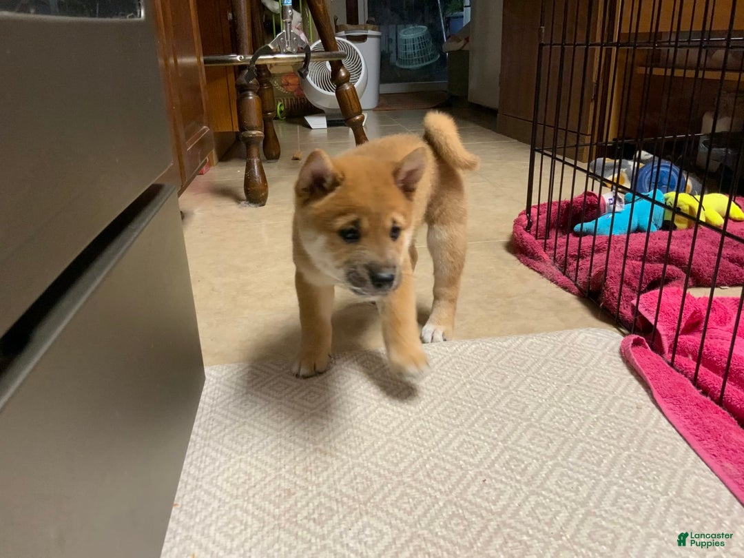 Shiba Inu dogs for sale: Bud - Image 4